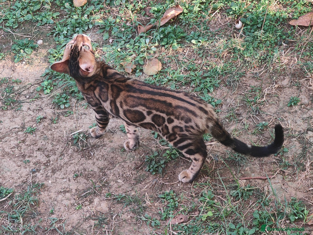 Bengala gatti in vendita: Bellissimo gattino Bengala  - Annuncio 3