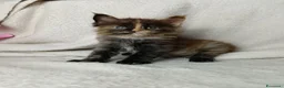 Maine Coon gatti in vendita: Femmine maine coon con pedigree Fife  - Annuncio 2