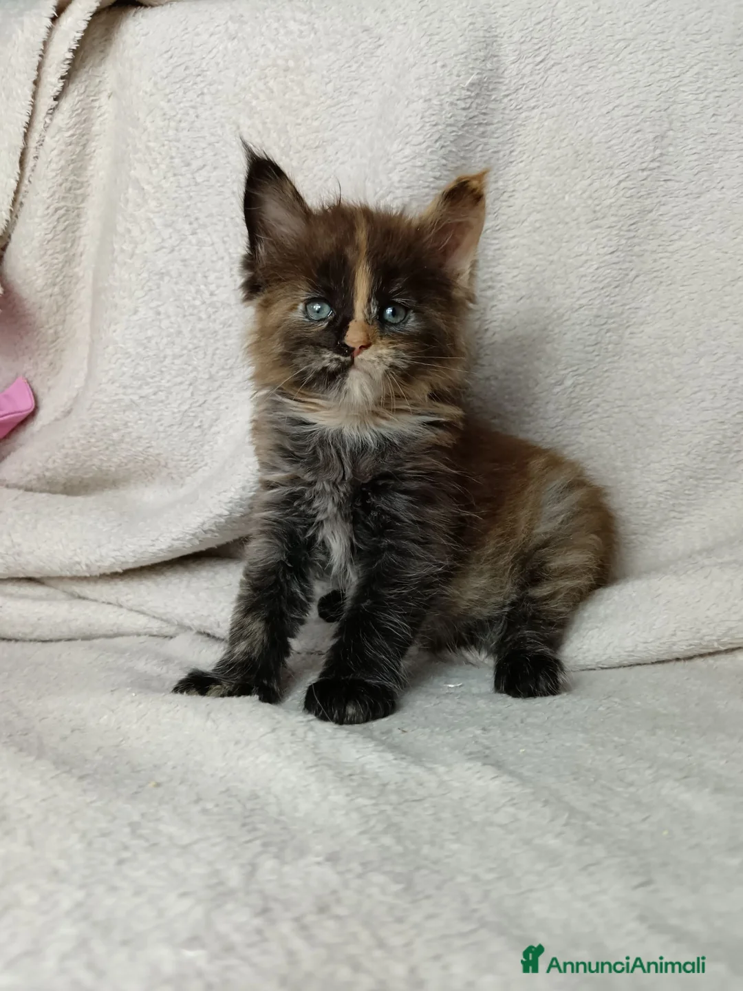 Maine Coon gatti in vendita: Femmine maine coon con pedigree Fife  - Annuncio 2