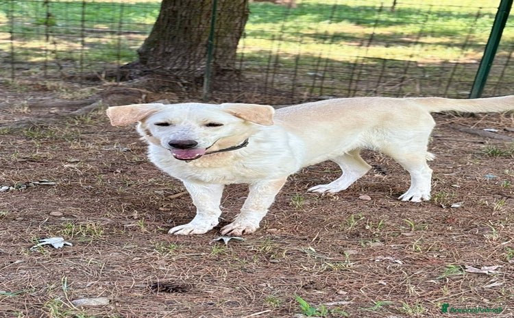 Labrador cani a Città metropolitana di Milano - Annuncio 7