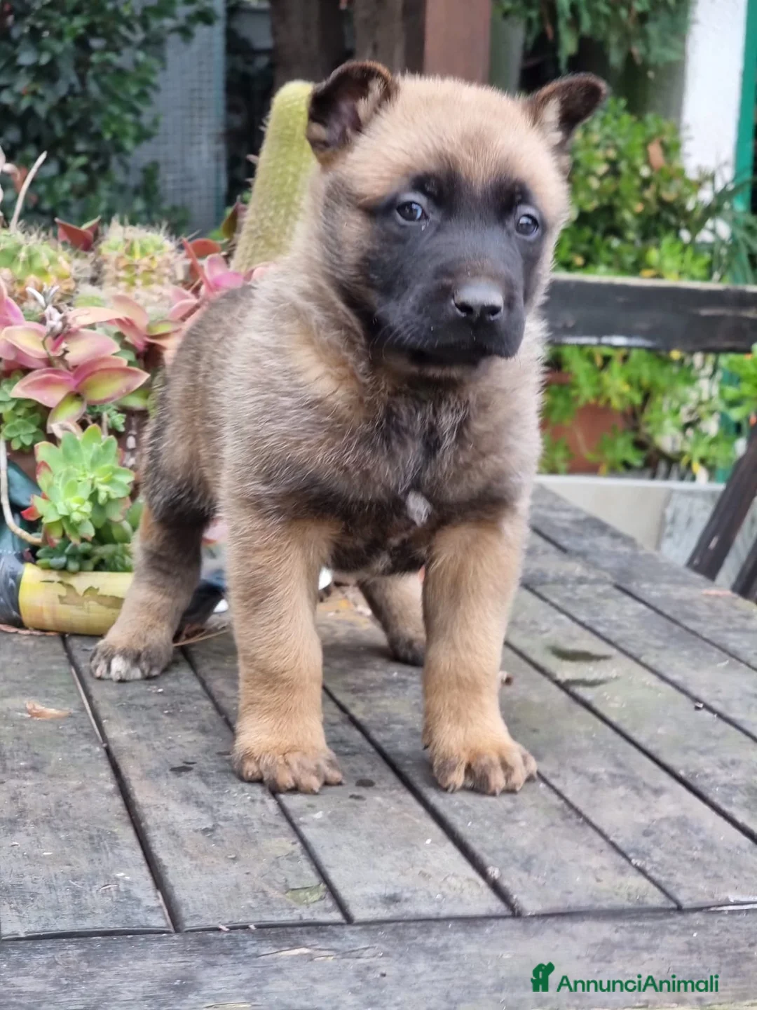 Pastore Belga cani in vendita: Allevamento Cuccioli Pastore Belga Malinois Puglia a Città Metropolitana di Bari - Annuncio 7