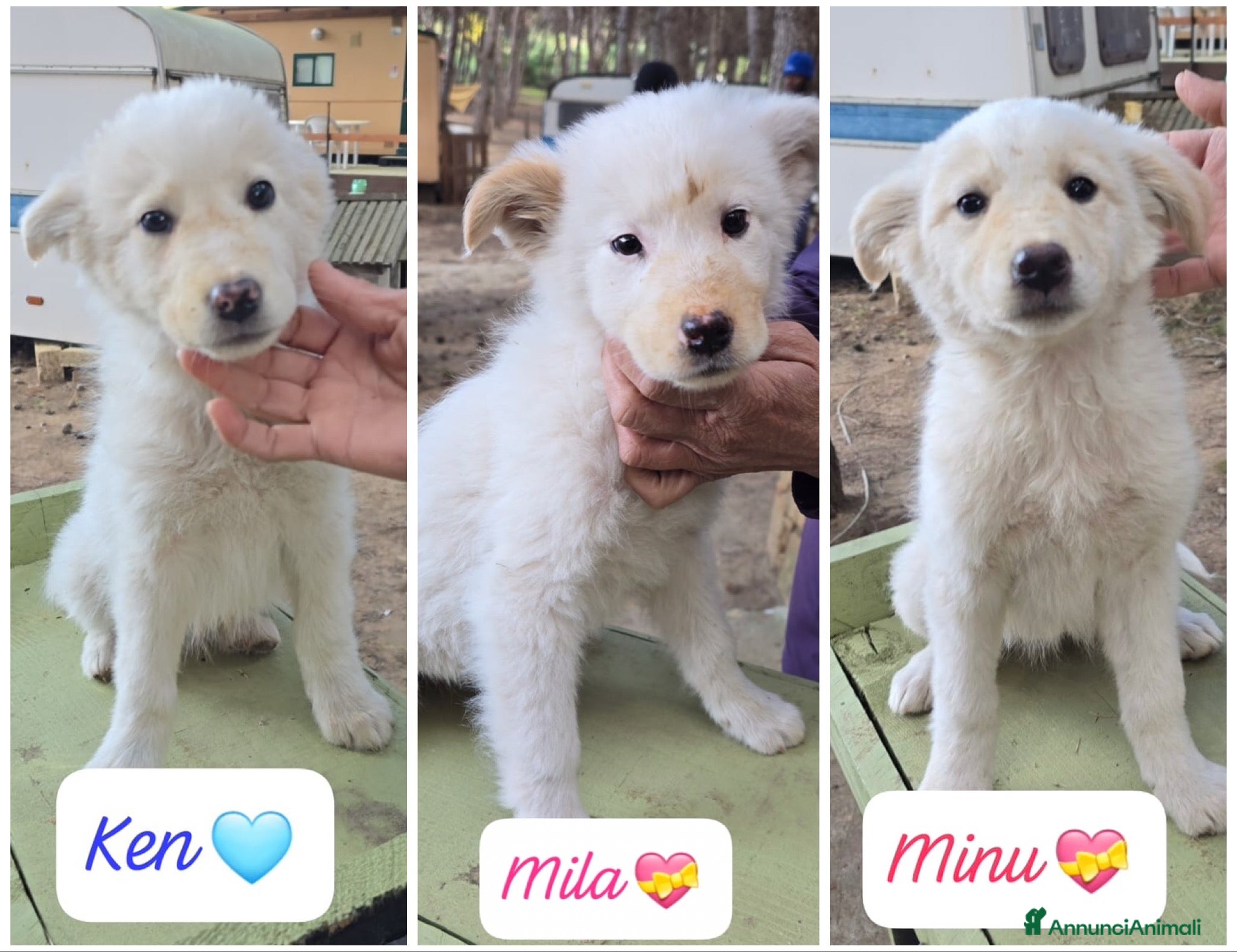 Meticcio cani Ken Minù Mila 3 mesi tg media cercano casa  - Annuncio 1