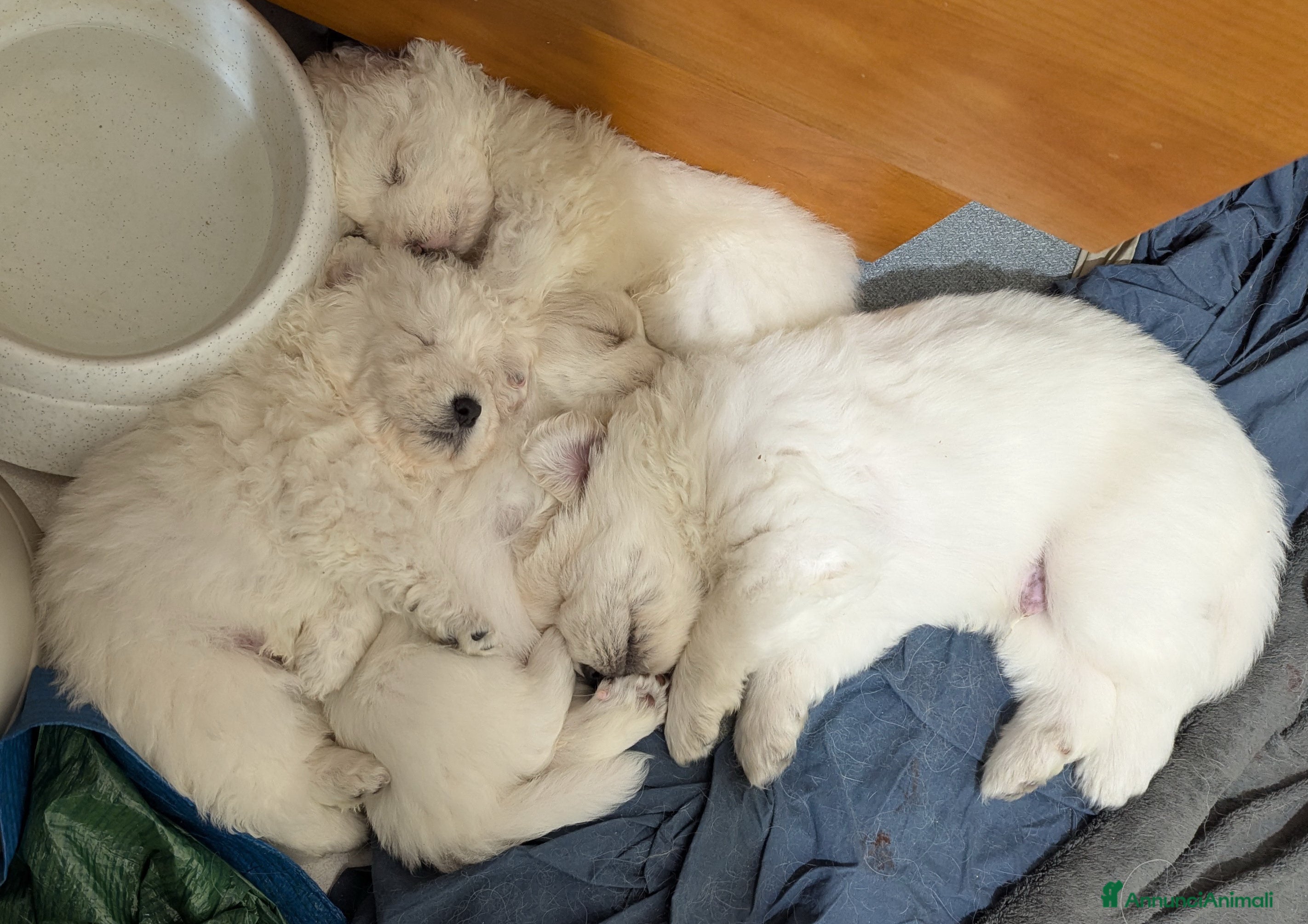 Pastore Maremmano cani Cuccioli maremmani - Annuncio 1