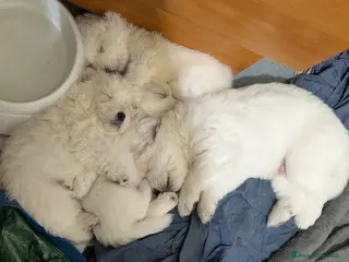 Pastore Maremmano cani Cuccioli maremmani - Annuncio 1