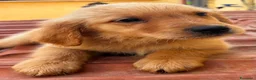 Golden Retriever cani in vendita: Golden retriever americano con pedigree  - Annuncio 2