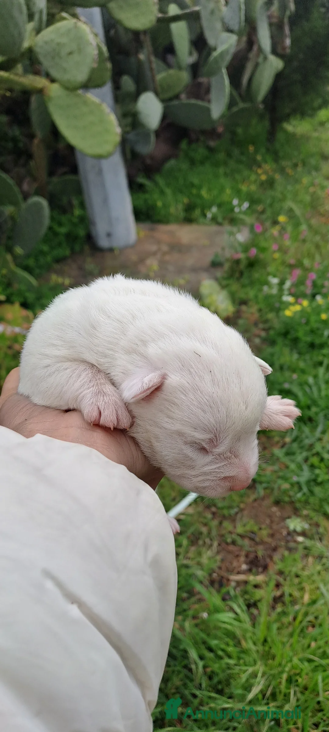 Meticcio cani in regalo: Cuccioli  di incrocio maremmano  e labrador  a Città metropolitana di Catania - Annuncio 2