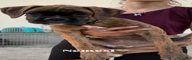 Nemesi