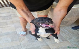 Meticcio cani in regalo: Beatrice: cucciolotta taglia contenuta socievole  a Città Metropolitana di Genova - Immagine 2