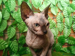 Sphynx gatti Cucciola di canadian sphynx - Annuncio 1