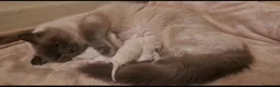 Ragdoll gatti in vendita: Cuccioli ragdoll Lucca  - Annuncio 2