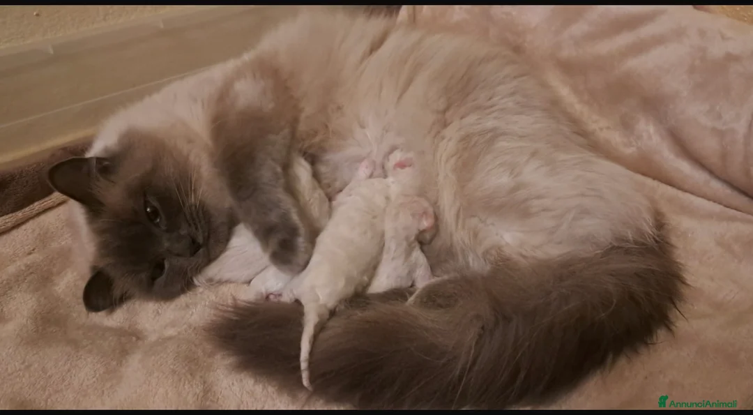 Ragdoll gatti in vendita: Cuccioli ragdoll Lucca  - Annuncio 2