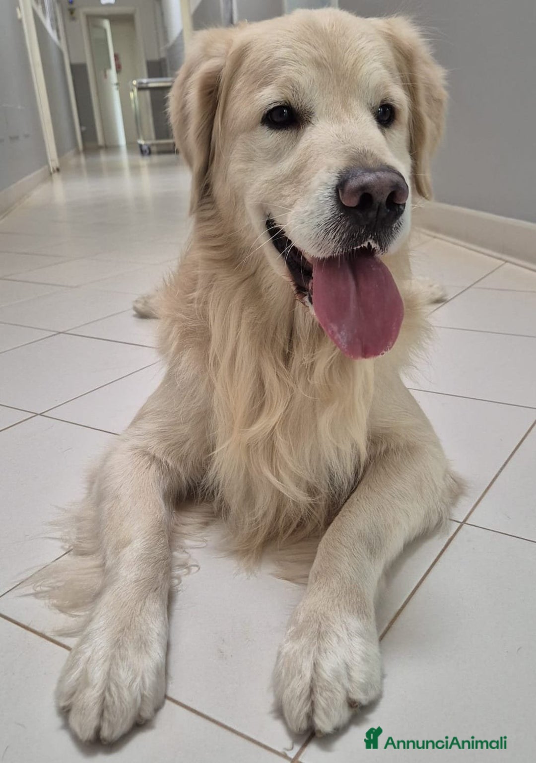 Golden Retriever cani in vendita: Cucciole di Golden Retriever - Annuncio 12