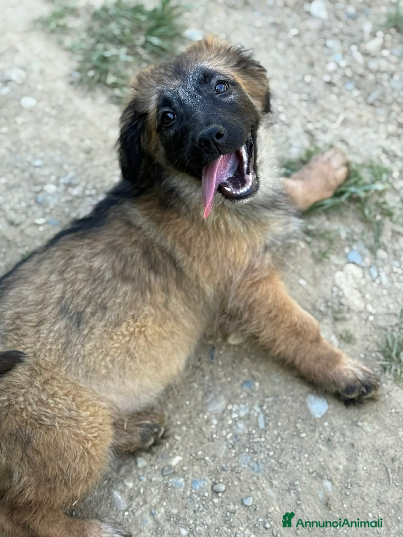 Meticcio cani in regalo: VERA, cucciola super DOLCE! Tg MEDIO PICCOLA - Annuncio 6