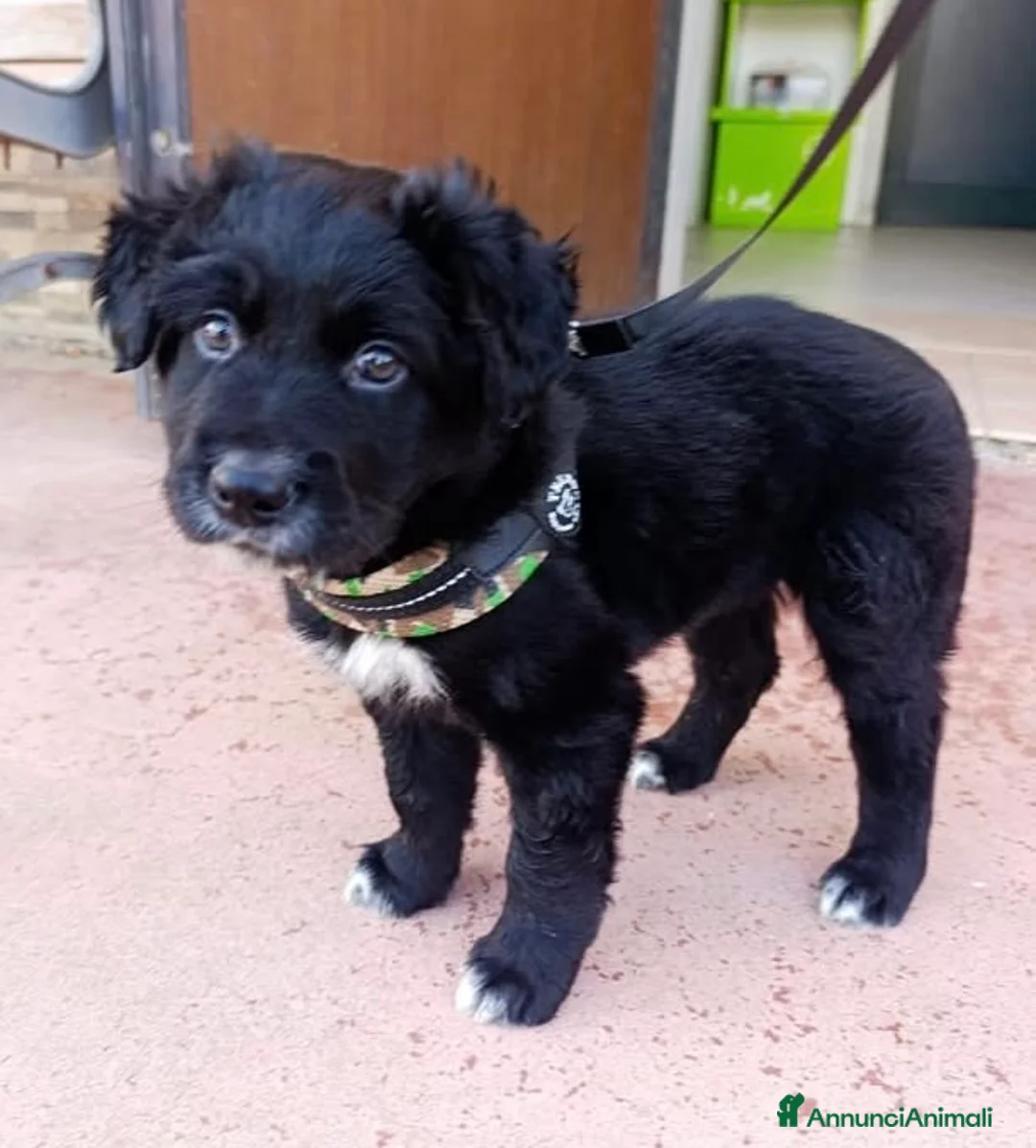 Meticcio cani in regalo: Blu cucciolo affettuosissimo 2 mesi tg mediogrande - Annuncio 2