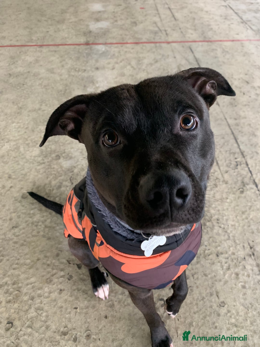 Pitbull cani in regalo: Chester Pitbull 2 anni maschio - Annuncio 6