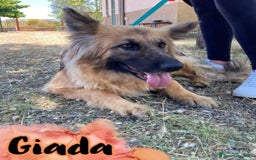 Pastore Tedesco cani in regalo: Giada Pastore sfortunata mai 1chiamata.COSENZA SOS a Città metropolitana di Milano - Immagine 2
