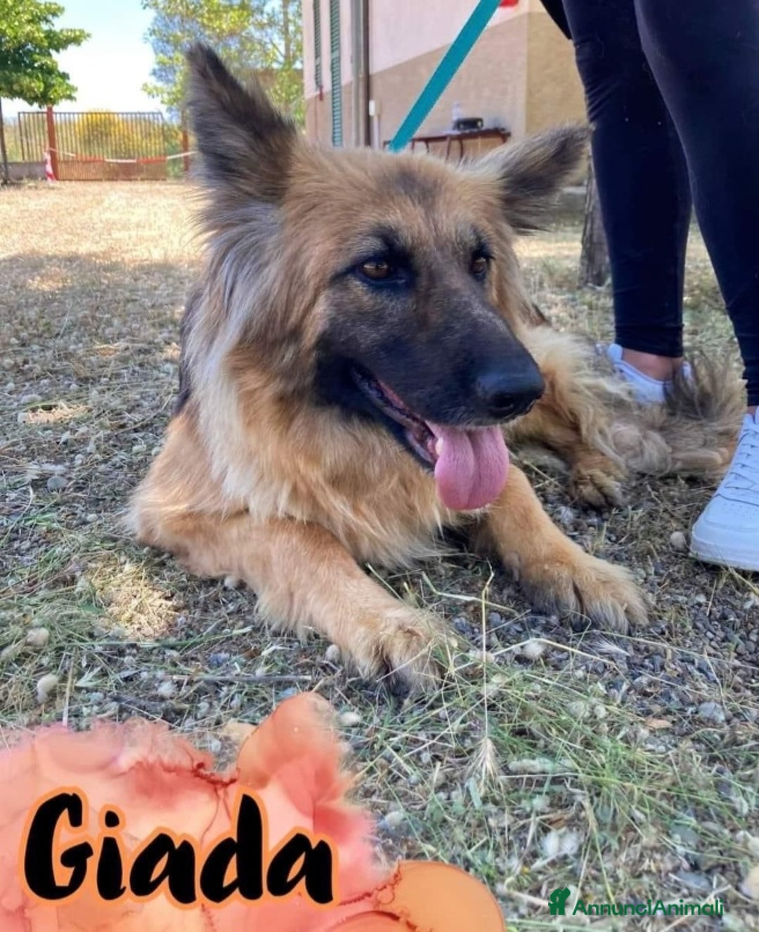 Pastore Tedesco cani in regalo: Giada Pastore sfortunata mai 1chiamata.COSENZA SOS a Città metropolitana di Milano - Immagine 2