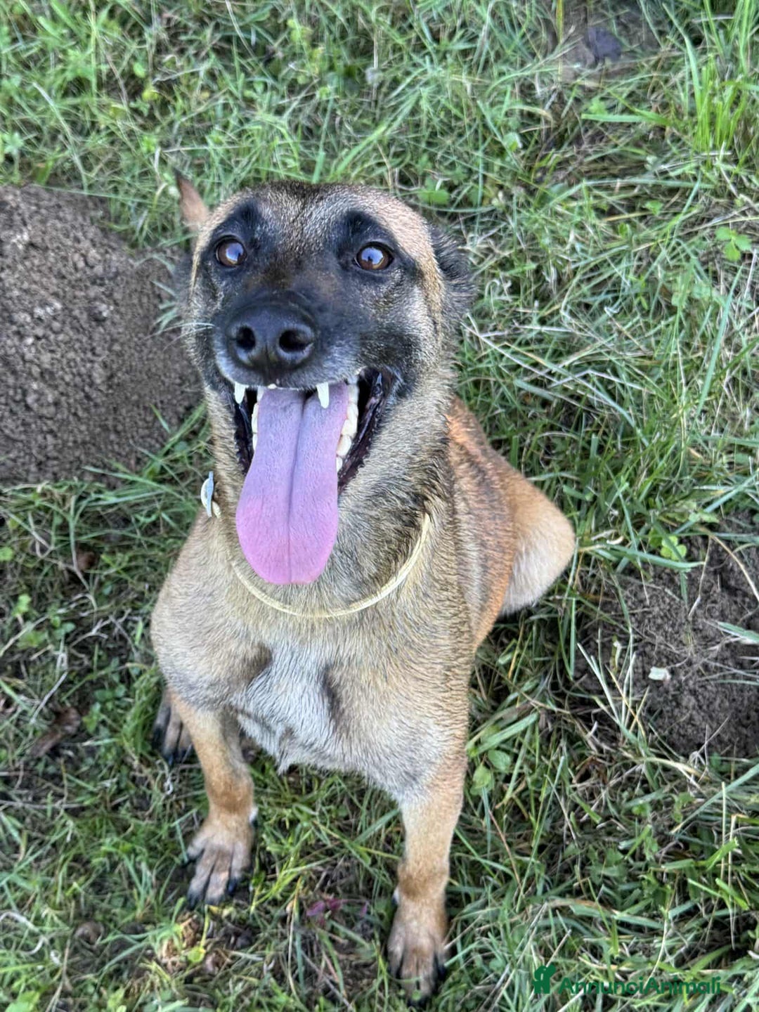 Pastore Belga cani in regalo: Splendidi PASTORI BELGA MALINOIS cercano famiglie! - Annuncio 11