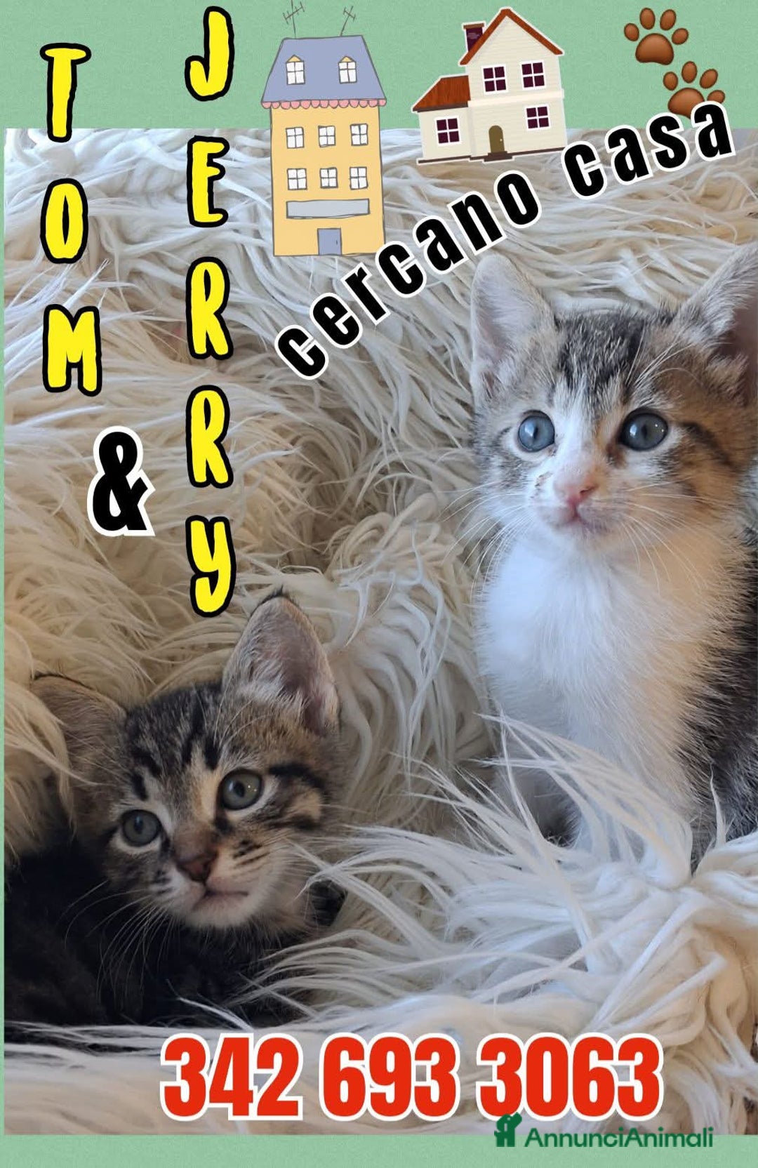 Europeo gatti in regalo: 𝗖'𝗲' 𝗻𝗲𝘀𝘀𝘂𝗻𝗼 𝗽𝗲𝗿 𝗻𝗼𝗶? - Annuncio 1