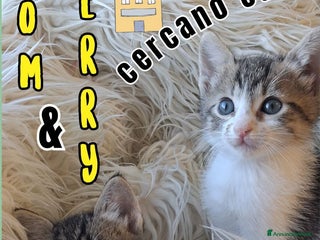 Europeo gatti 𝗖'𝗲' 𝗻𝗲𝘀𝘀𝘂𝗻𝗼 𝗽𝗲𝗿 𝗻𝗼𝗶? - Annuncio 3