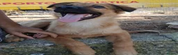 Meticcio cani in regalo: BERGAMOTTO💙IL BRUTTO È PASSATO.ORA TOCCA IL BELLO a Provincia di Vicenza - Annuncio 5