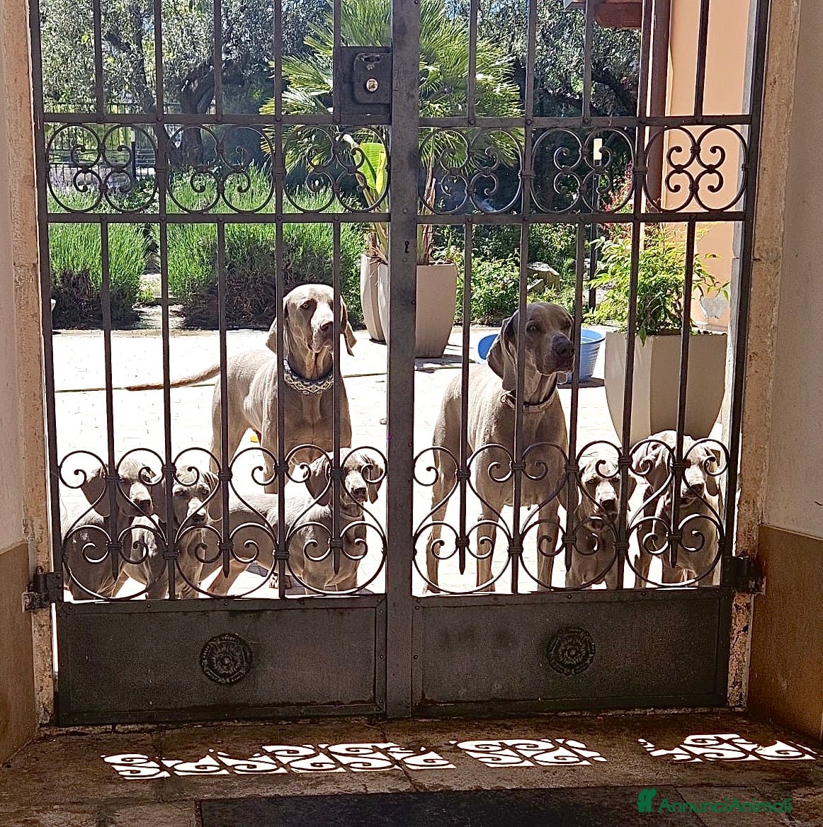 Weimaraner cani Disponibili Cuccioli Weimaraner Abruzzo  - Annuncio 2