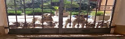 Weimaraner cani in vendita: Disponibili Cuccioli Weimaraner Abruzzo  a Provincia dell'Aquila - Annuncio 1
