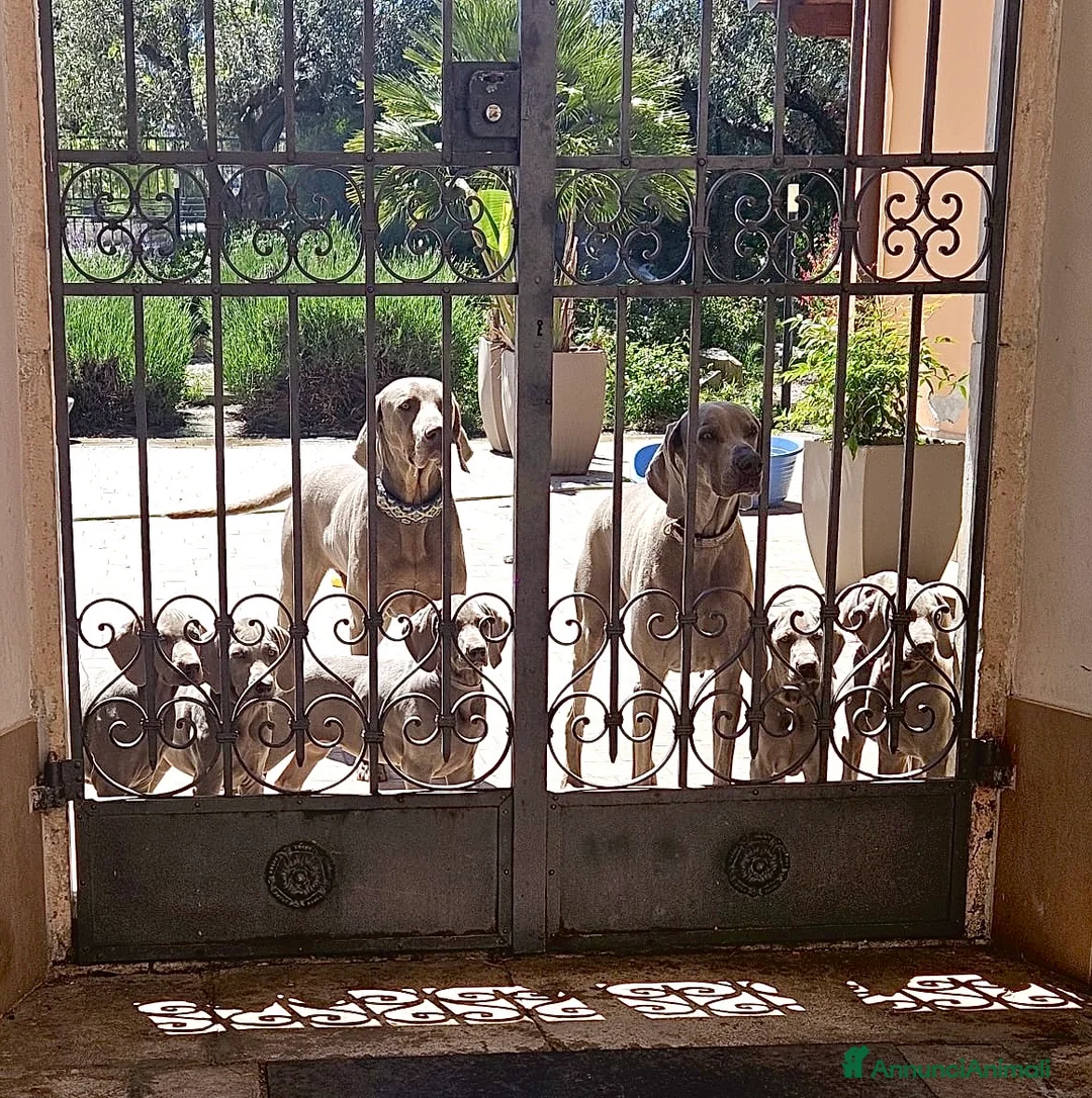 Weimaraner cani in vendita: Disponibili Cuccioli Weimaraner Abruzzo  a Provincia dell'Aquila - Annuncio 1