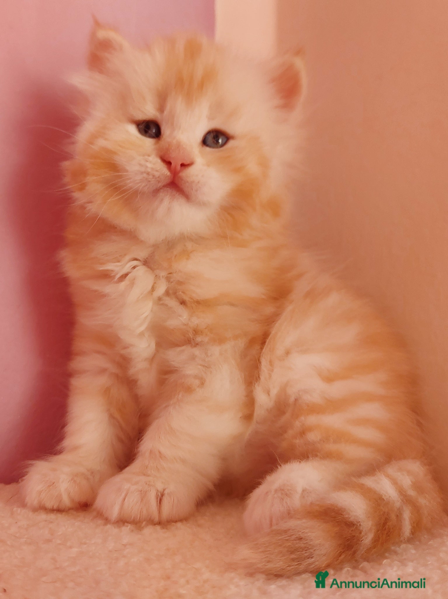 Siberiano gatti Cuccioli di gatto Siberiano Certificati  - Annuncio 7