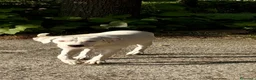 Meticcio cani in regalo: Alysa - Annuncio 2