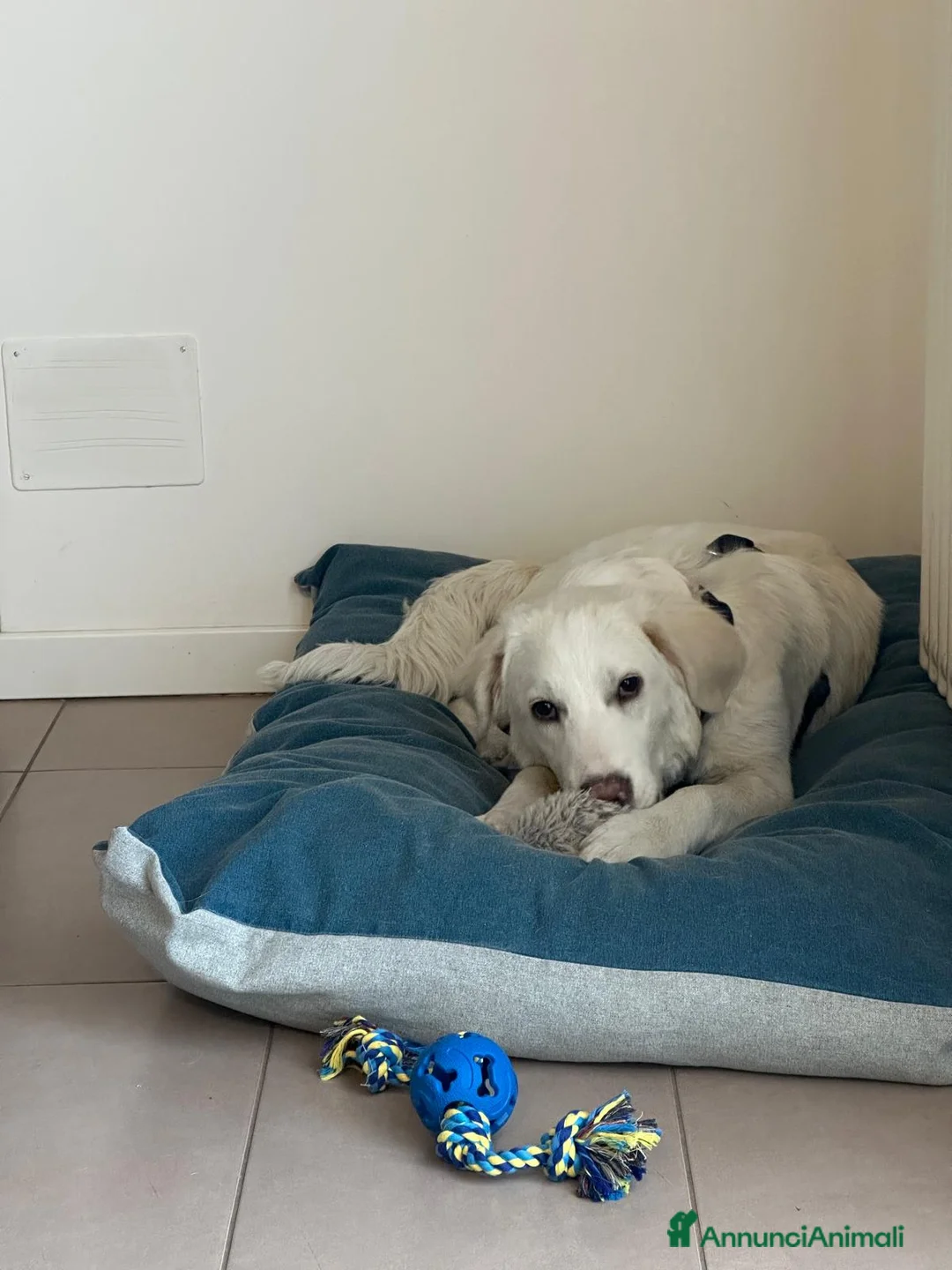 Meticcio cani in regalo: TIBERIO - INCROCIO GOLDEN/MAREMMANO a Provincia di Vicenza - Annuncio 4
