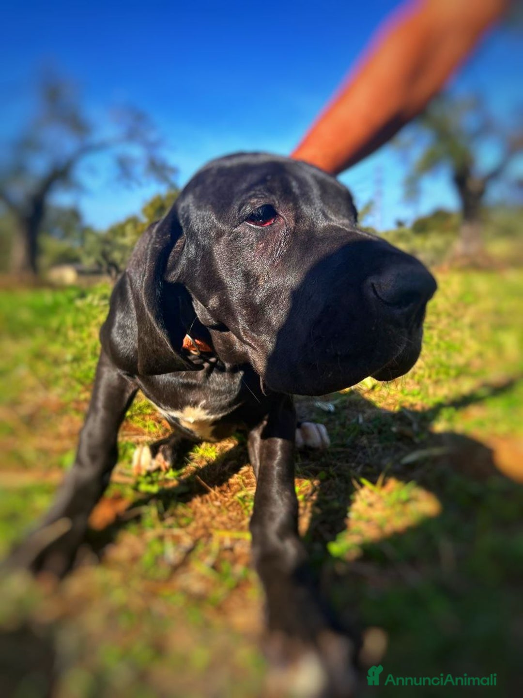 Alano cani in vendita: Cuccioli di Alano nero, ad alta geneaologia - Annuncio 10