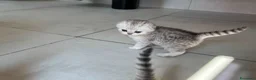 Scottish gatti in vendita: Bellissimi cuccioli di scottish straight/fold - Annuncio 4