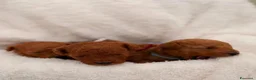 Barboncino Toy cani in vendita: Barboncini Toy di linea asiatica disponibili - Annuncio 18