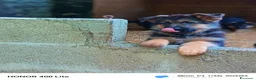 Pastore Tedesco cani in vendita: Cuccioli di pastore tedesco  - Annuncio 4
