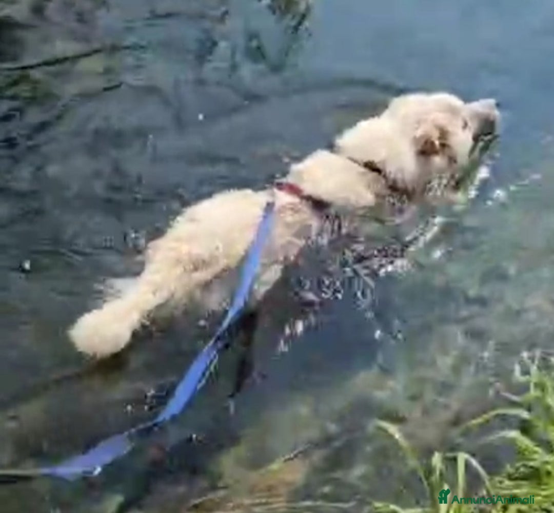 Meticcio cani in regalo: Bubu quasi 4anni tg media salvato 1anno fa  NOVARA a Città metropolitana di Milano - Annuncio 3