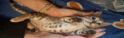 Bengala gatti in vendita: Bengala cuccioli con pedegree a Provincia di Varese - Annuncio 5