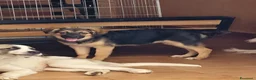 Meticcio cani in regalo: Gea bellissima cucciola a pelo lungo - Annuncio 3