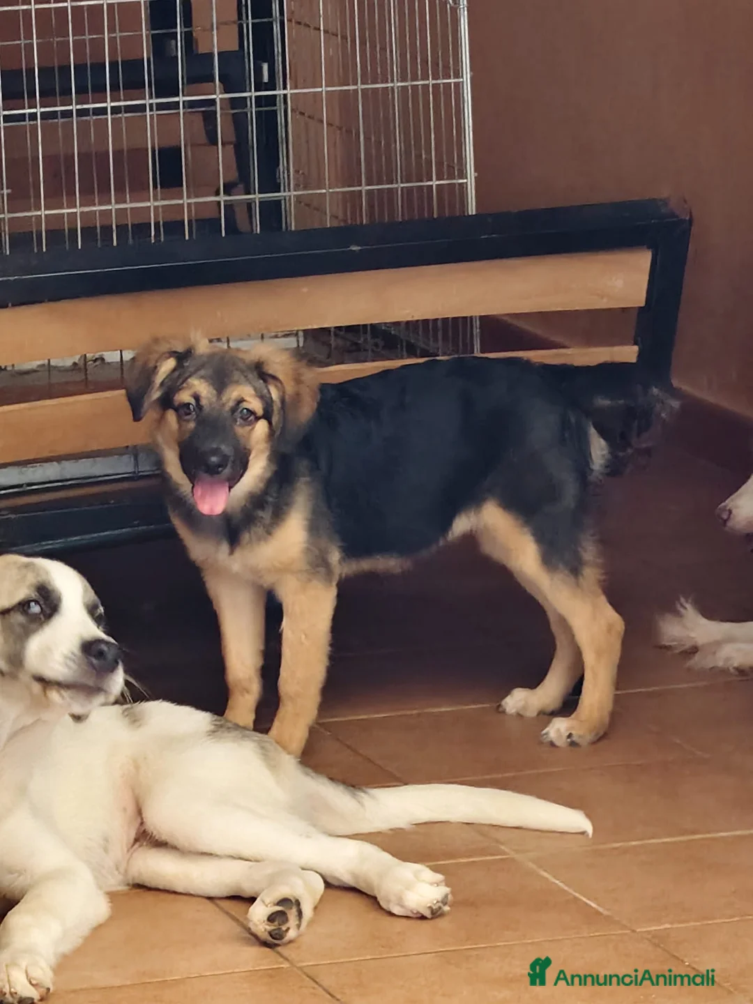 Meticcio cani in regalo: Gea bellissima cucciola a pelo lungo - Annuncio 3