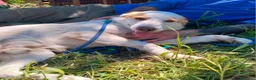 Meticcio cani in regalo: CHOCO CUCCIOLO MIX LABRADOR  a Provincia di Varese - Annuncio 1