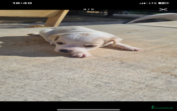 Meticcio cani in vendita: Chiuawa/pincher  a Città metropolitana di Roma Capitale - Immagine 5