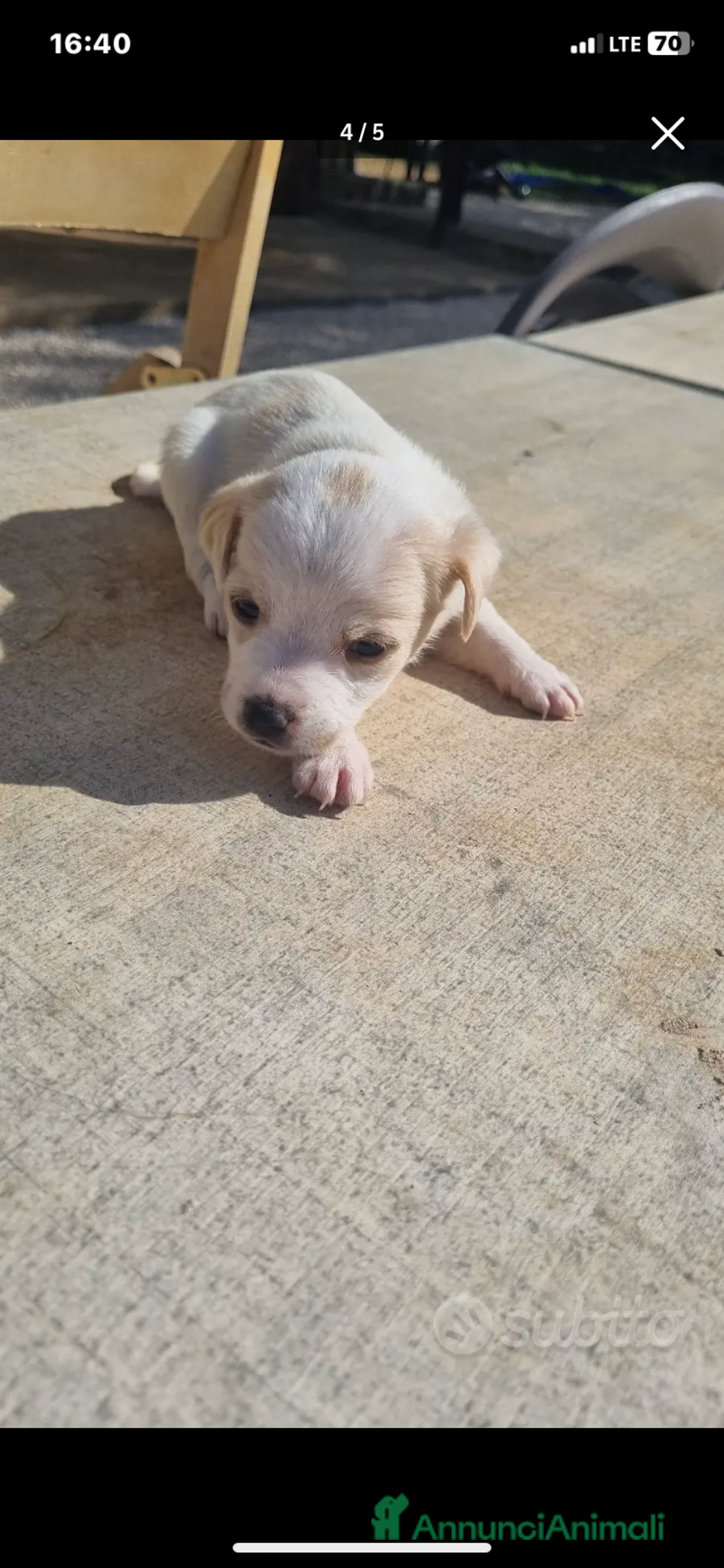 Meticcio cani in vendita: Chiuawa/pincher  a Città metropolitana di Roma Capitale - Immagine 5
