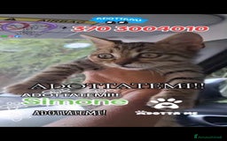 Europeo gatti in regalo: Simone, invisibile - Immagine 1