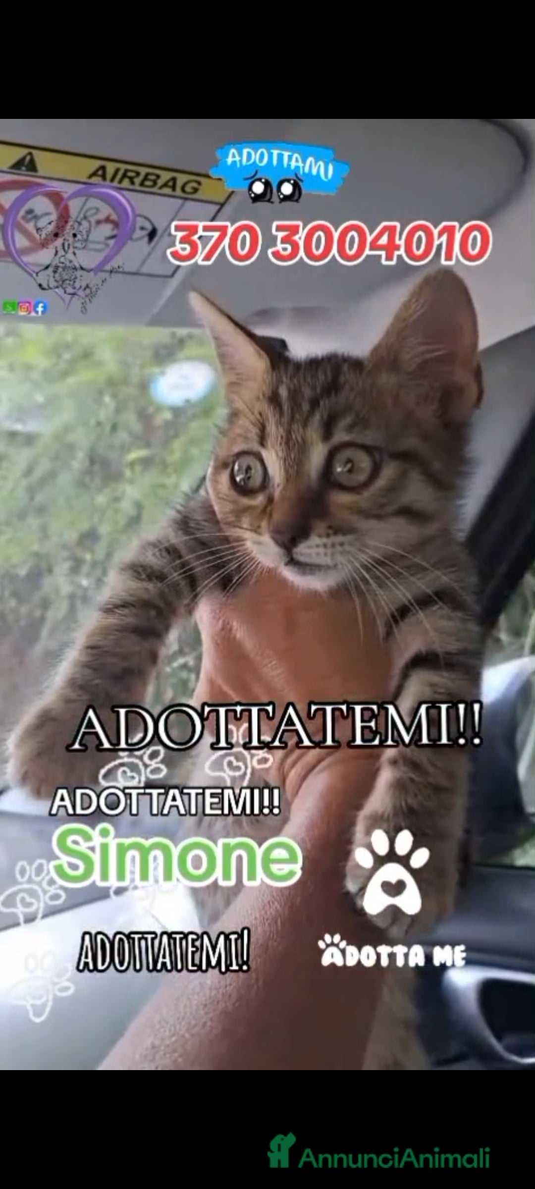 Europeo gatti in regalo: Simone, invisibile - Immagine 1