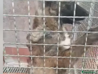 Meticcio cani QUESTA FEMMINUCCIA STA CRESCENDO IN CANILE!!!!! - Annuncio 1