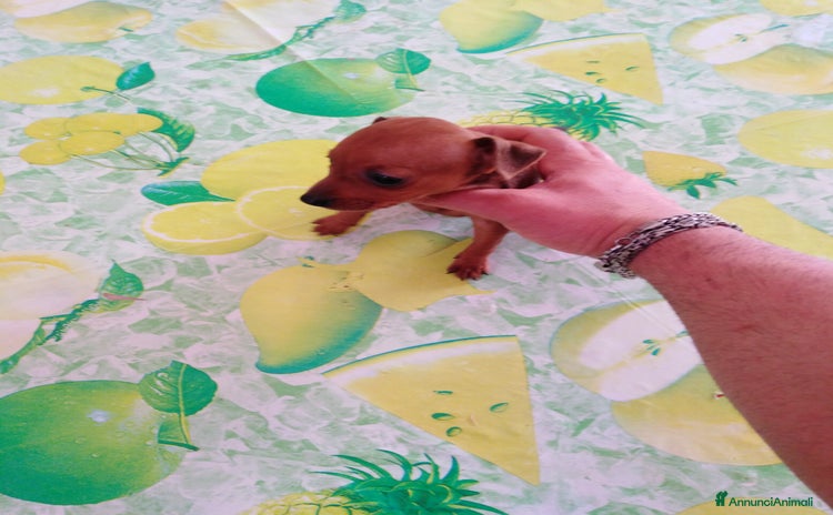 Pinscher Miniatura cani - Annuncio 1