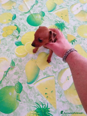 Pinscher Miniatura cani - Annuncio 1