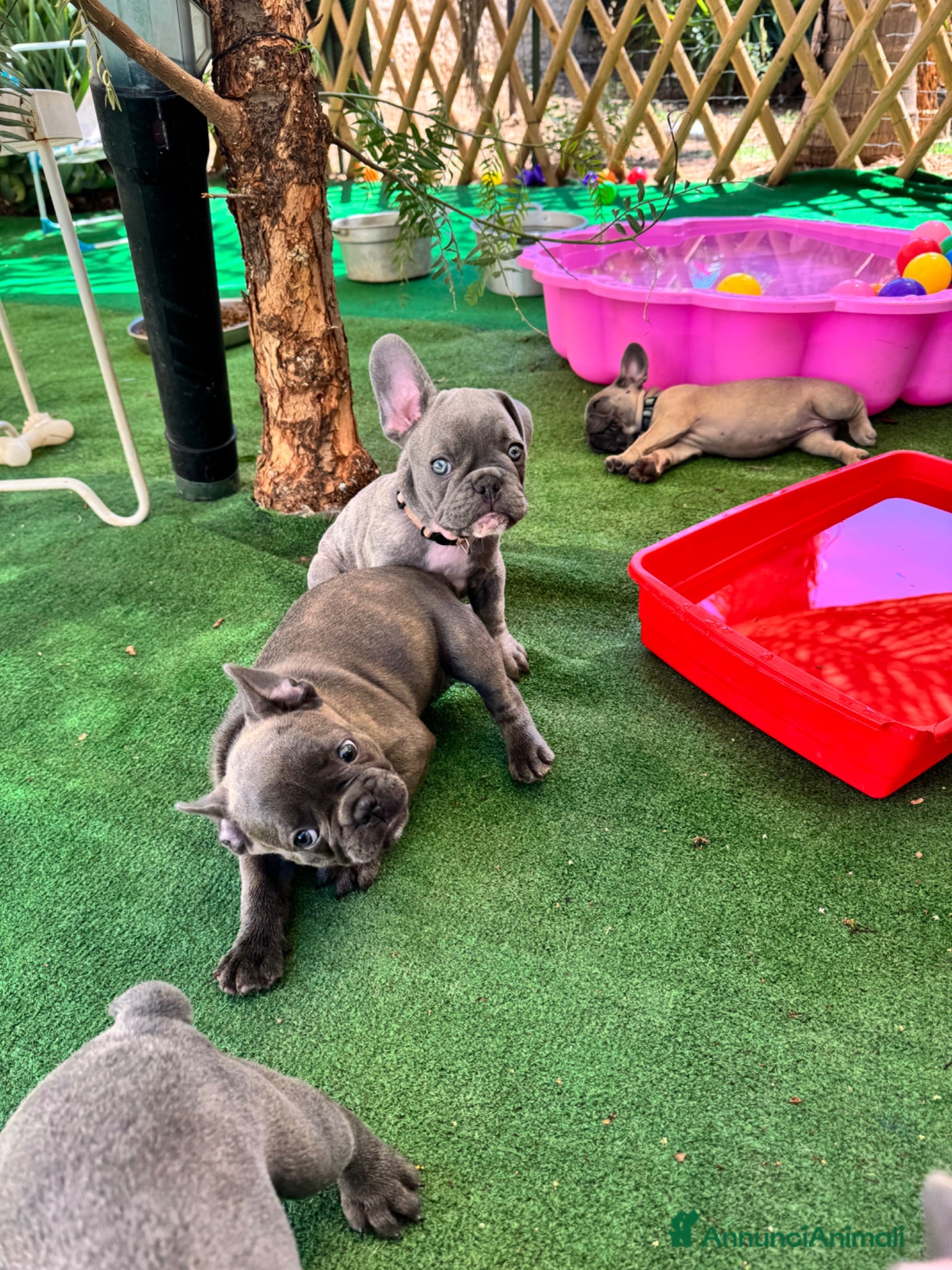 Bulldog Francese cani Cuccioli di bulldog francese - Annuncio 2