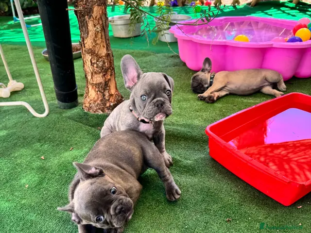 Bulldog Francese cani Cuccioli di bulldog francese - Annuncio 2
