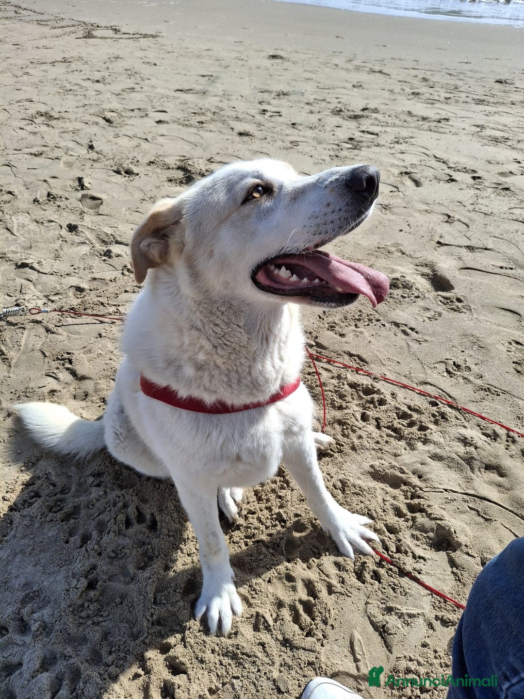 Meticcio cani in regalo: Nuage: cucciolona taglia media socievole  a Città Metropolitana di Genova - Annuncio 20